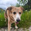 Bigola - Femmina - 7 anni (nata a Dicembre 2017) - Meticcio - Taglia: Grande - Carattere: dolce, equilibrata, socievole - Affinità: Persone, Cani (no gatti) Foto 4